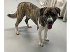 Adopt *HANK a Brindle - with White German Shepherd Dog / Great Pyrenees / Mixed
