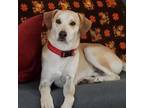 Adopt Bolt a Tan/Yellow/Fawn Husky / Labrador Retriever / Mixed dog in Wichita
