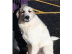 Adopt Kyler a White - with Tan, Yellow or Fawn Great Pyrenees / Shepherd
