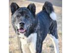 Adopt Magnus a Black Akita / Mixed dog in St. Louis, MO (33305037)