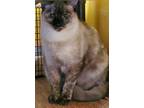 Adopt Paulette a Gray or Blue (Mostly) Siamese / Mixed cat in Abbeville