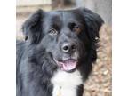 Adopt CHIEF a Black Border Collie / Mixed dog in Pt. Richmond, CA (33304791)