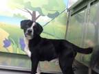 Adopt BAGEL a Black - with White Beagle / Mixed dog in Waco, TX (33302084)