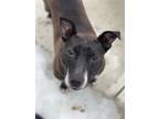 Adopt Lucy Lou a Pit Bull Terrier, Boston Terrier