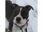 Adopt Serena a Pit Bull Terrier