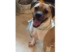 Adopt Pepper a Tan/Yellow/Fawn - with White Beagle / Pug / Mixed dog in