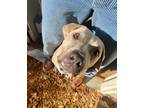 Adopt Buddy a Tan/Yellow/Fawn - with White Labrador Retriever / Pit Bull Terrier