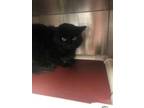 Adopt Lady a All Black Domestic Longhair / Domestic Shorthair / Mixed cat in