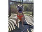 Adopt Mr. wrinkles a Tan/Yellow/Fawn Shar Pei / Mixed dog in Milford