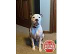 Adopt Adam a White American Staffordshire Terrier / Mixed dog in Cincinnati