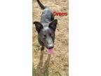 Adopt Draco a Black Mixed Breed (Large) / Mixed dog in Kalamazoo, MI (33319207)