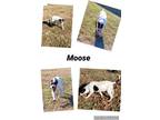 Adopt Moose a White - with Black Hound (Unknown Type) / Pit Bull Terrier / Mixed
