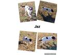 Adopt Jaz a White - with Black Hound (Unknown Type) / Pit Bull Terrier / Mixed