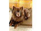 Adopt Palmer a Red/Golden/Orange/Chestnut Pomeranian / Mixed dog in Lodi