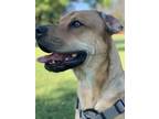 Adopt Dean a Black - with Tan, Yellow or Fawn German Shepherd Dog / Labrador