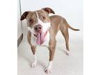 Adopt Kaspian a White - with Tan, Yellow or Fawn Pit Bull Terrier / Mixed dog in