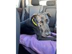 Adopt Junior a Great Dane dog in Valley Stream, NY (33312835)