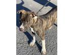 Adopt Mia a Brindle American Pit Bull Terrier / Mixed dog in Cumberland
