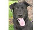 Adopt Champ a Black Labrador Retriever / German Shepherd Dog / Mixed dog in