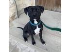 Adopt Stitch a Black American Staffordshire Terrier / Mixed dog in Cincinnati