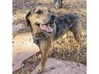 Adopt Sir Frisky a Brown/Chocolate Catahoula Leopard Dog / Mixed dog in Colorado