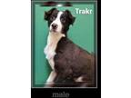 Adopt Trakr a Red/Golden/Orange/Chestnut Australian Shepherd / Mixed dog in