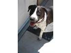 Adopt Cosmo a Black - with White Pointer / Border Collie / Mixed dog in Perry
