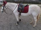 Grey Roan Dressage Jumping Mare