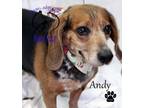Adopt Andy a Beagle