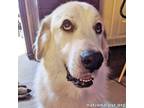 Adopt Nora in LA - A Ray of Sunshine! a Great Pyrenees