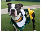 Adopt Buddy the Elf 49056374 a Boston Terrier, Pit Bull Terrier