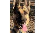 Adopt Rexa- 3 yrs, loves people,good with dogs NO CATS! a German Shepherd Dog