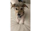Adopt rufus a Mixed Breed, Jack Russell Terrier
