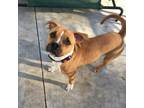 Adopt Twinkle a Boxer