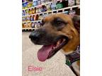Adopt ELSIE a German Shepherd Dog, Boxer