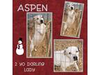 Adopt Aspen a Staffordshire Bull Terrier dog in Ola, AR (33326559)