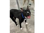 Adopt Frankie a Black - with White Boxer / American Staffordshire Terrier /