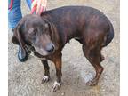 Adopt Rage a Brindle Plott Hound / Mixed dog in Cincinnati, OH (33322589)