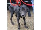 Adopt Sage a Brindle Plott Hound / Mixed dog in Cincinnati, OH (33322556)