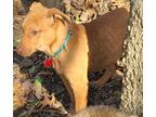 Adopt S Pups a Red/Golden/Orange/Chestnut Labrador Retriever / Shepherd (Unknown