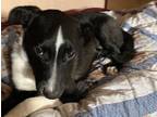 Adopt Grigio a Black - with White Pointer / Mixed dog in Beaverton