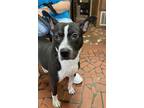 Adopt Alice a Black - with White Staffordshire Bull Terrier dog in Norristown