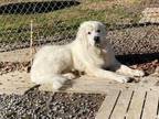 Adopt Big Burrito a White Great Pyrenees / Mixed dog in Leitchfield