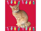 Adopt Dublin a Orange or Red Tabby Domestic Shorthair (short coat) cat in St