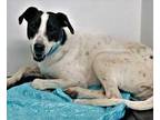 Adopt Koby a Black Australian Cattle Dog / Great Dane / Mixed dog in Rio Rancho