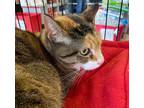 Adopt Rosie and Precious a Brown Tabby Domestic Shorthair / Mixed (short coat)
