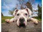 Adopt Esperanza - Foster Needed! a Boxer dog in Denver, CO (33333776)