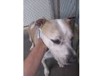 Adopt Kona a American Staffordshire Terrier / Mixed dog in PAHRUMP