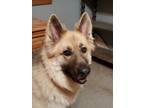 Adopt Kilo a Black - with Tan, Yellow or Fawn German Shepherd Dog / Mixed dog in