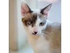 Adopt Kronus a White Domestic Shorthair / Mixed cat in Simpsonville